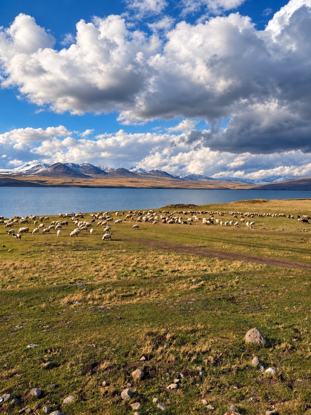 Paravani Lake with a flock of sheep