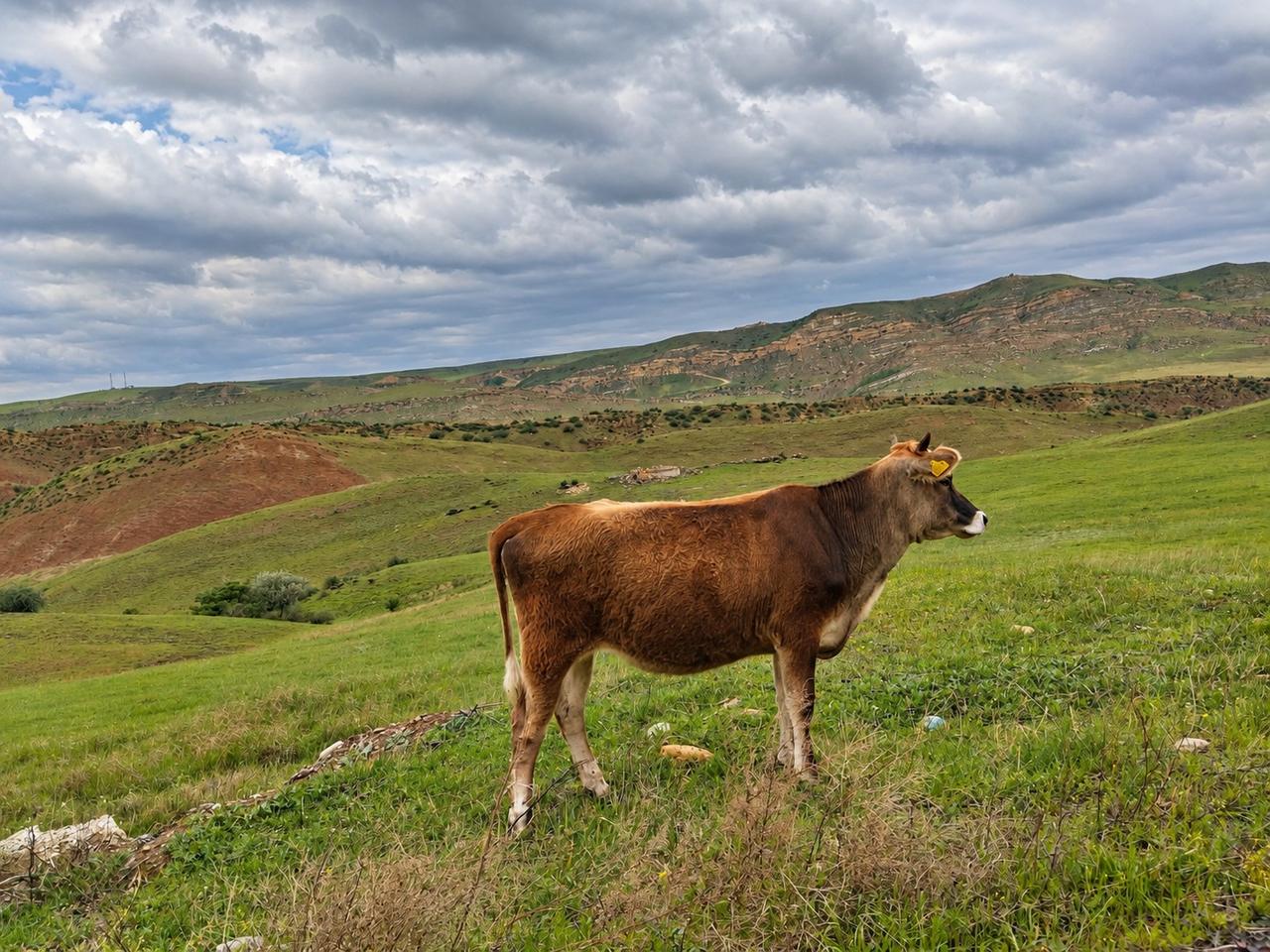 Vache dans la campagne géorgienne